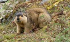 Marmot relocation efforts launched